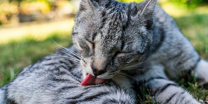 A striped grey cat licking his fur.
