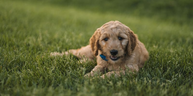 A Teacup Cockapoo laying down on grass.