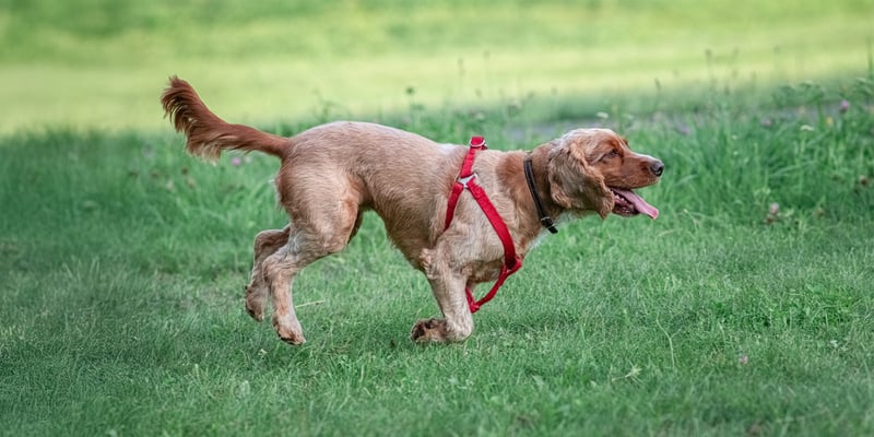 Cocker Spaniel with sport cut running on grass