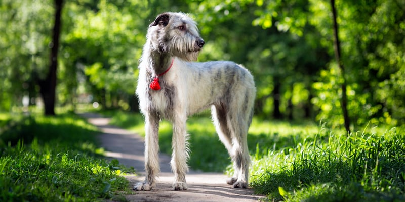 A Wolfhound standing on a path in the woods.