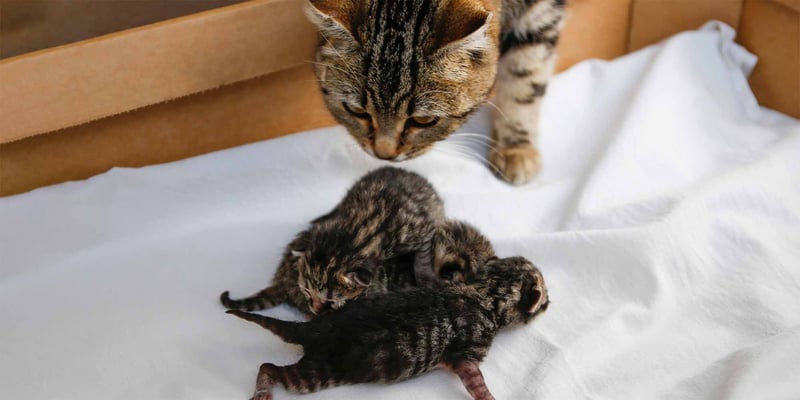 cat sniffing kittens