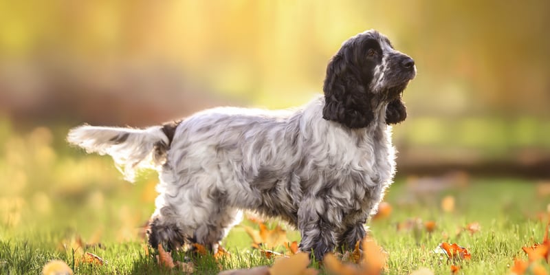 grey and black springer spaniel standing in field