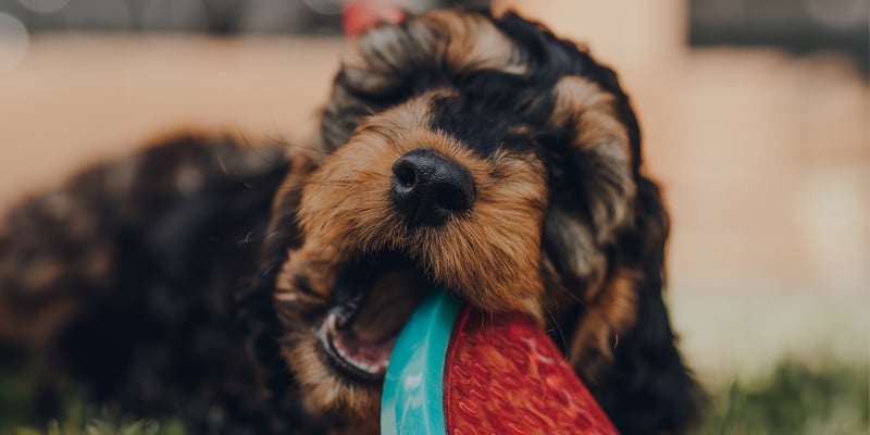 A black and tan Cockapoo puppy eating a toy.