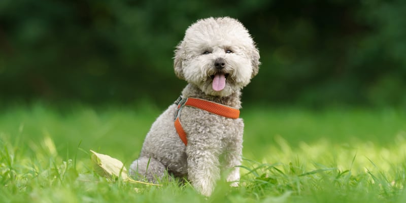 maltipoo sitting on grass with tongue out and orange harness