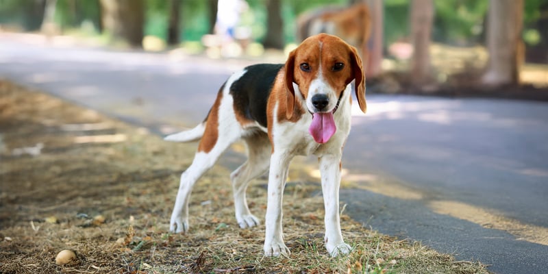 An American Foxhound standing by a road.