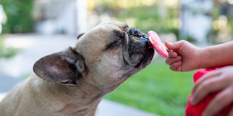 A dog licking an ice lolly