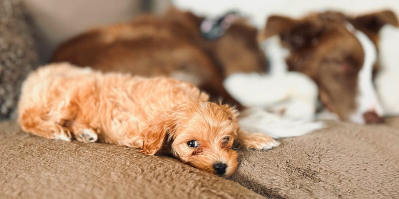 A puppy cavapoo laying next to other dogs on a sofa.