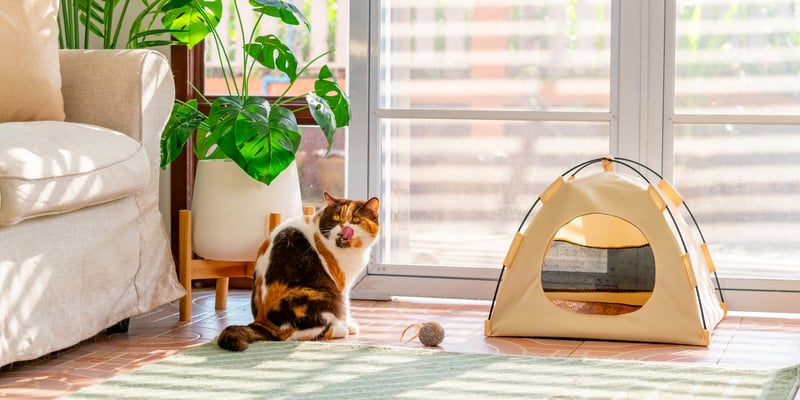 a british shorthair cat sitting next to a tent shaped bed.