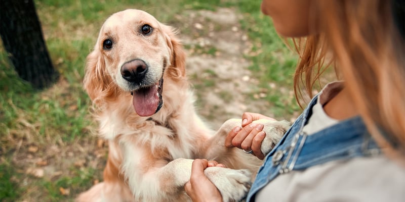 A golden retriever jumping up at her owner.