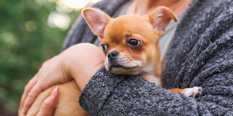 A chihuahua being held.