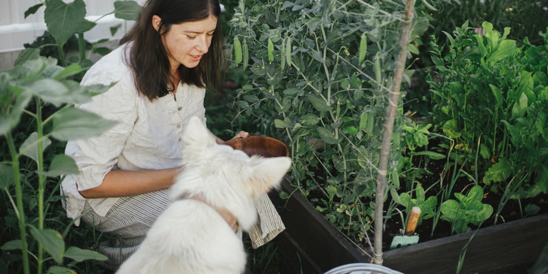 A woman and her white dog sat in a vegetable patch and looking into a bowl.