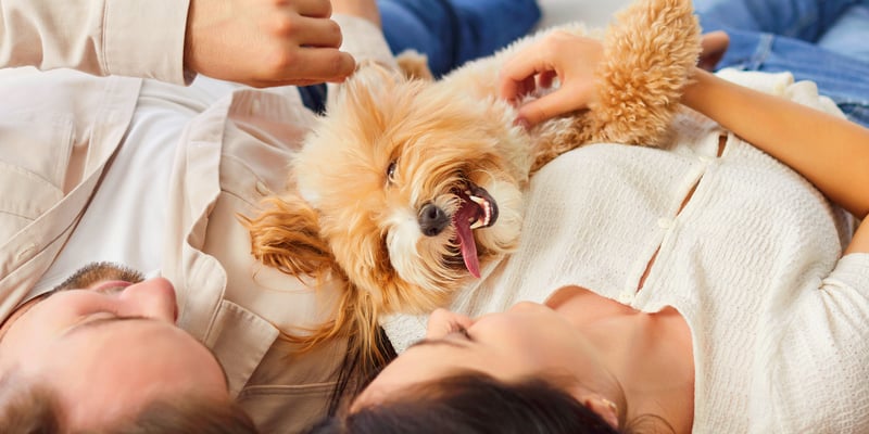 maltipoo lying in between owners