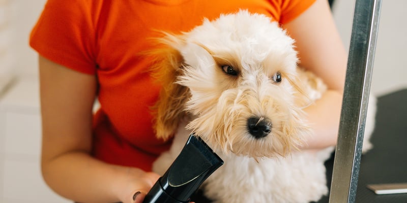A labradoodle being groomed with hairdryer.