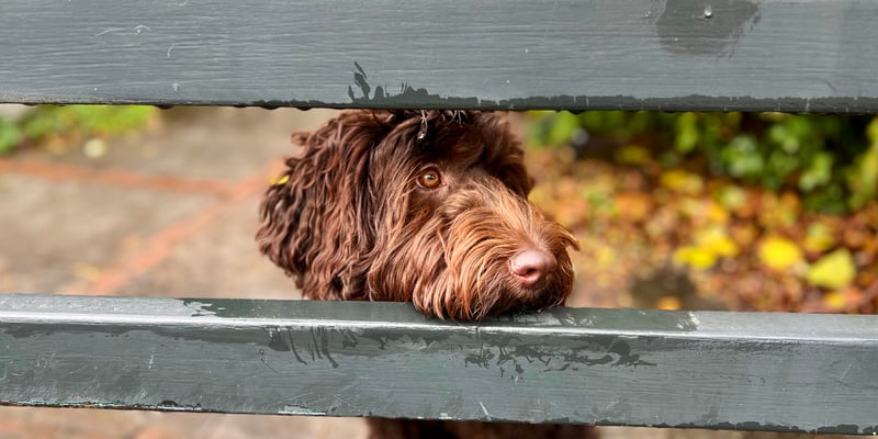 A labradoodle resting his head on a fence.