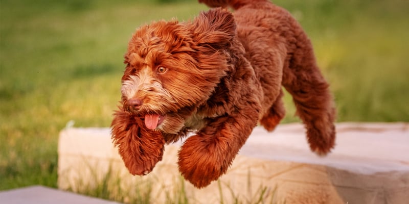 A brown Labradoodle flying through the air.