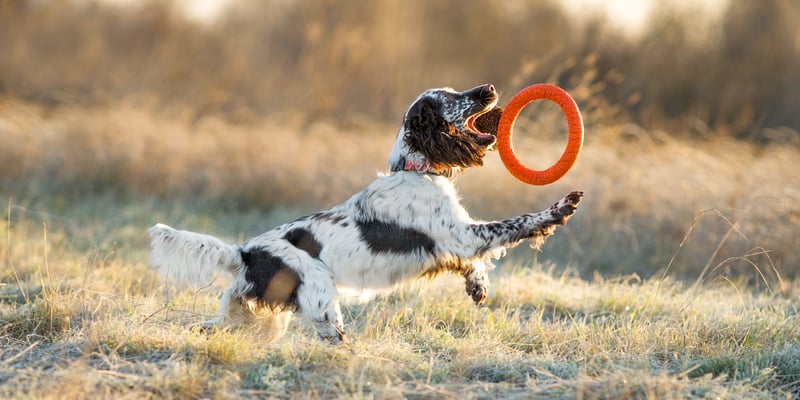 A spaniel chasing a frisbee.
