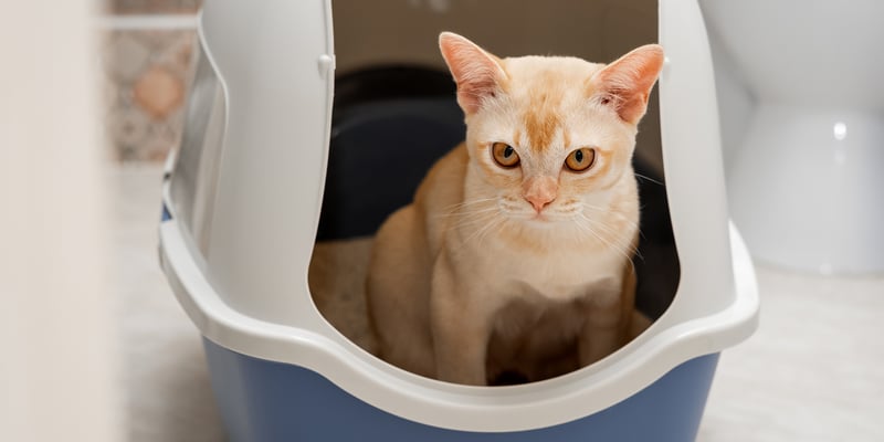 A cream coloured cat sitting in a litter tray.