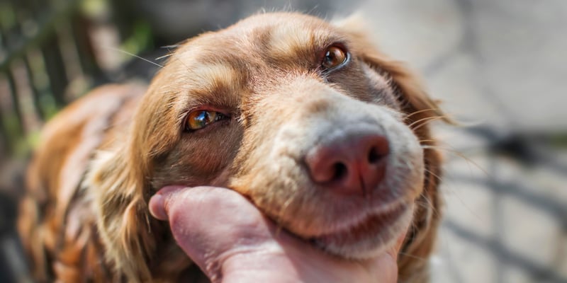An up close image of an older pet.