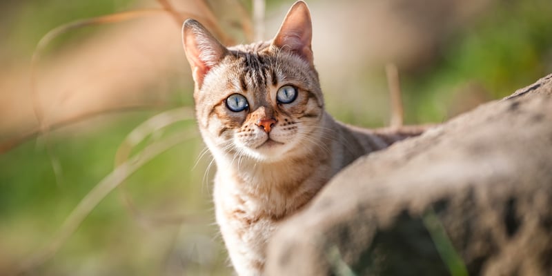 A cat peeking outdoors.