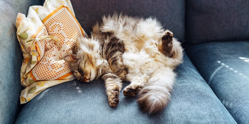 A relaxed cat sleeping on a sofa.