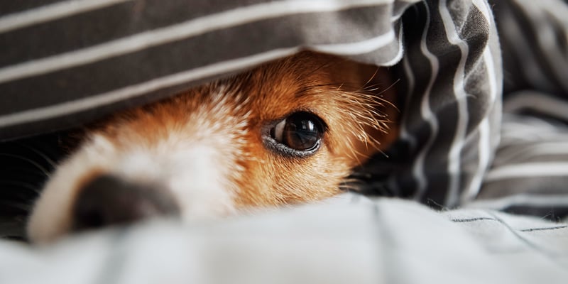 A jack russell peeking out of bedding.
