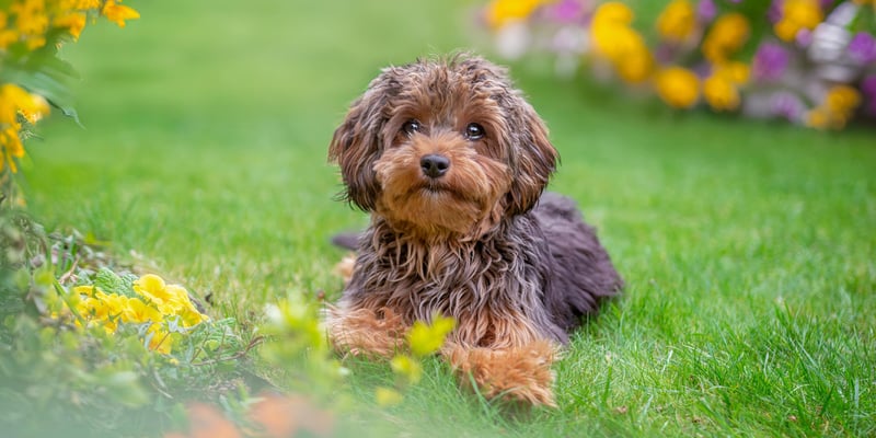 sable maltipoo lying on grass