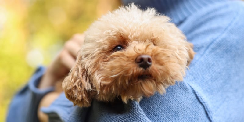 maltipoo in owners arms