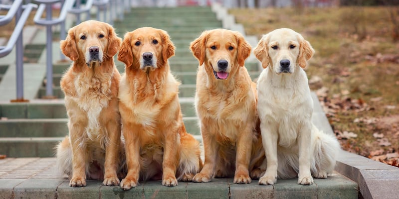 4 goldens sat together on steps.