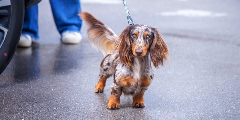 A speckled dachshund standing on the floor.