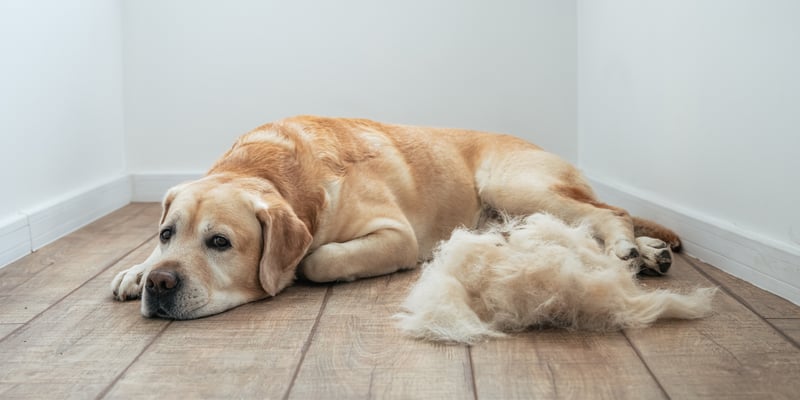 Golden lab retriever lying on wooden floor in front of a tuft of hair