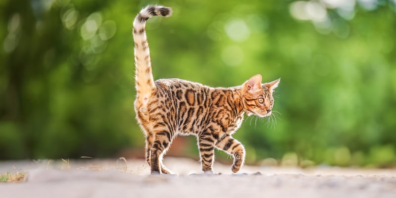 Bengal cat walking on ground