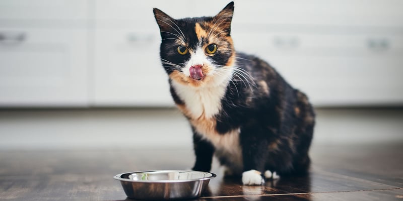 A cat eating from a bowl