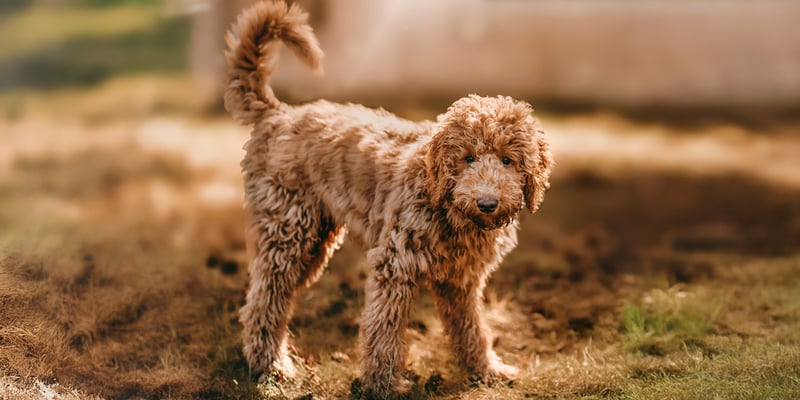 caramel labradoodle standing in the sun outside
