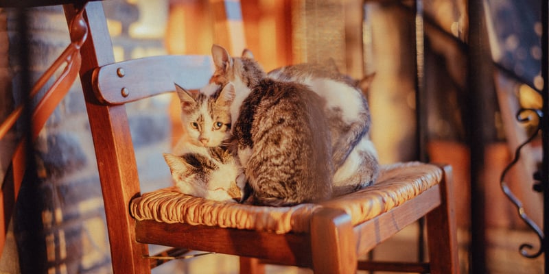 Grecian kittens huddling on a restaurant chair.