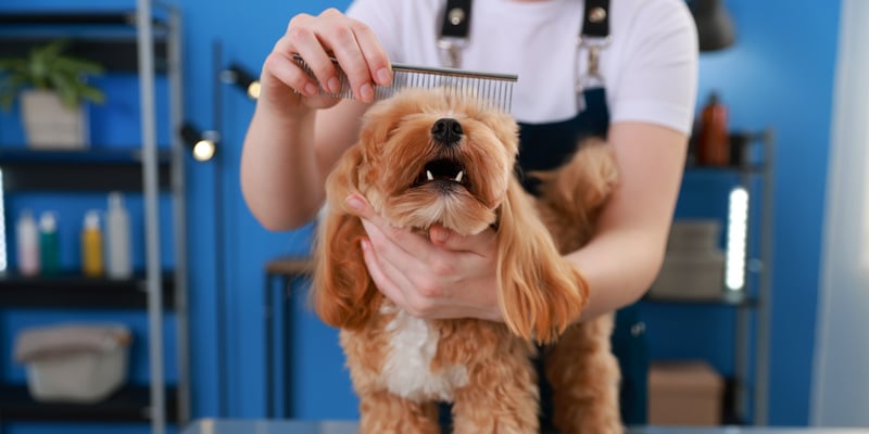 Maltipoo being groomed with comb