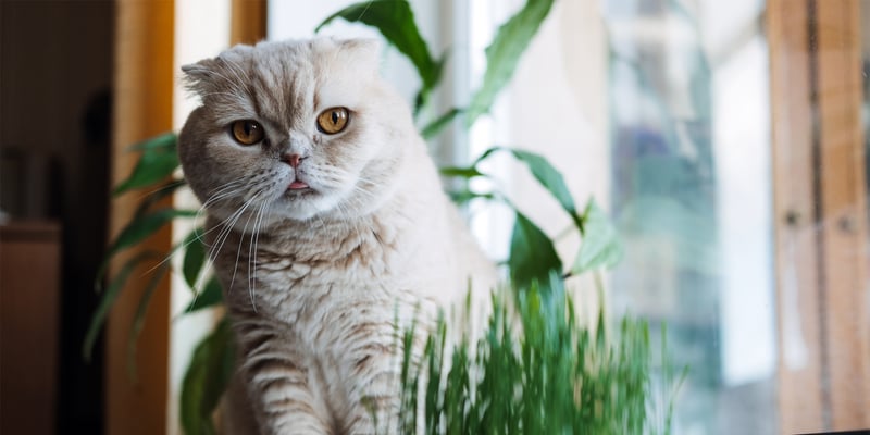 british shorthair cat sat by grass plant