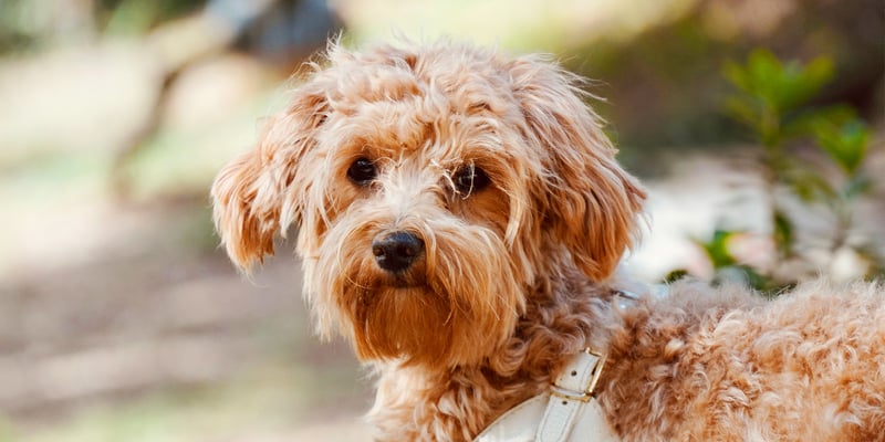 A brown Maltipoo outdoors.