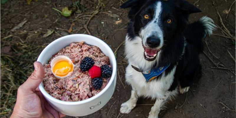 a collie sitting and waiting for raw food