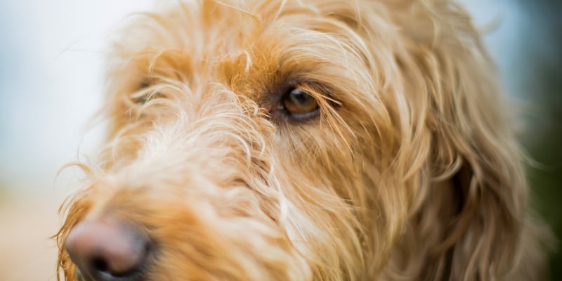 Close up of a Labradoodle's face