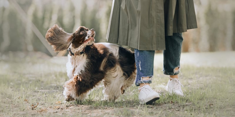 A Cocker Spaniel looking up at their owner.