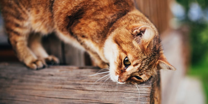 cat scratching on wood