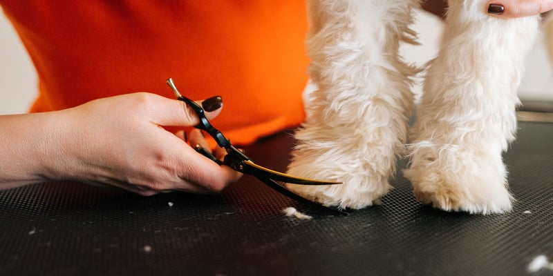 A labradoodle having his feet trimmed.