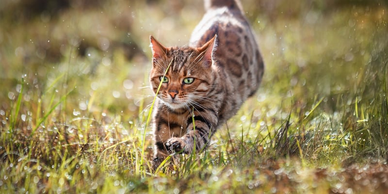 Bengal cat running through grass