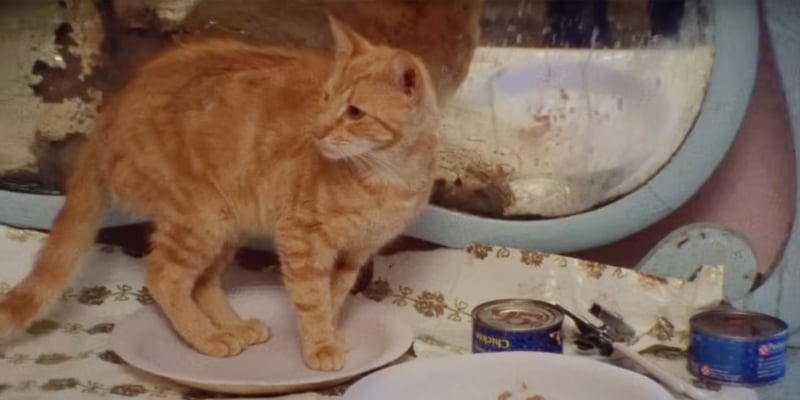 A ginger cat standing on a plate.