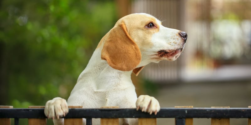 Light coloured Beagle standing at fence