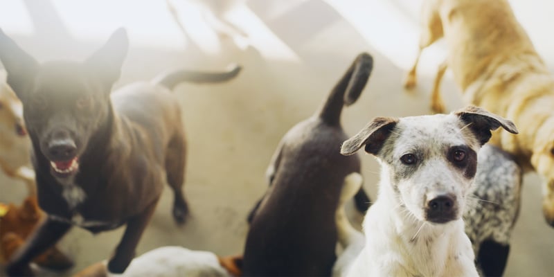 A group of dogs in the sun.
