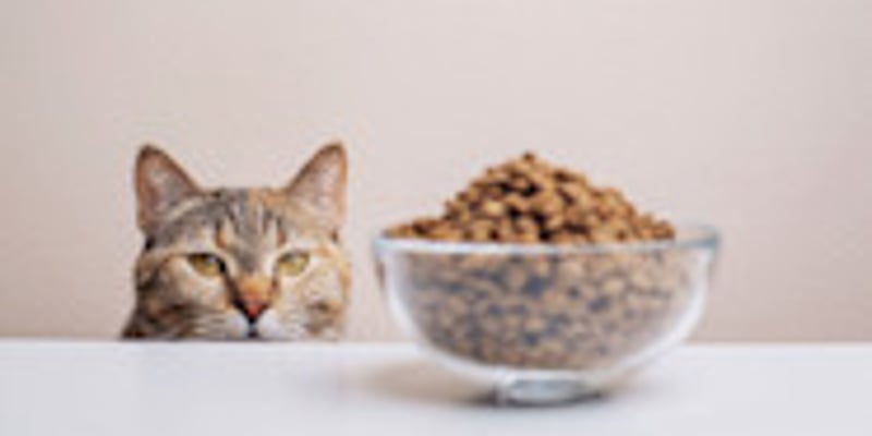 Daisy Abolished Plausible Top Cat Food Omit Trolley Eat