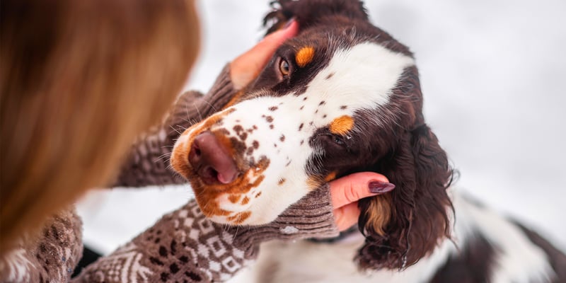 Brown and orange Spaniel's face being held by owner