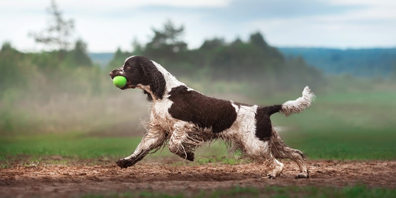 A brown and white spaniel holding a tennis ball in his mouth.