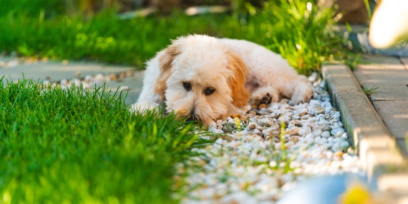 maltipoo lying on grass and gravel